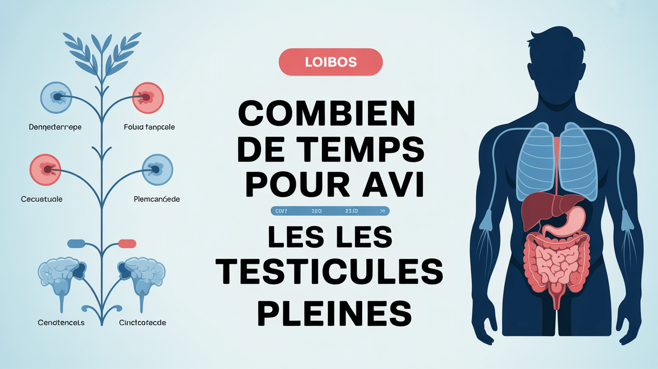combien de temps pour avoir les testicule pleine silhouette homme et organes reproducteurs