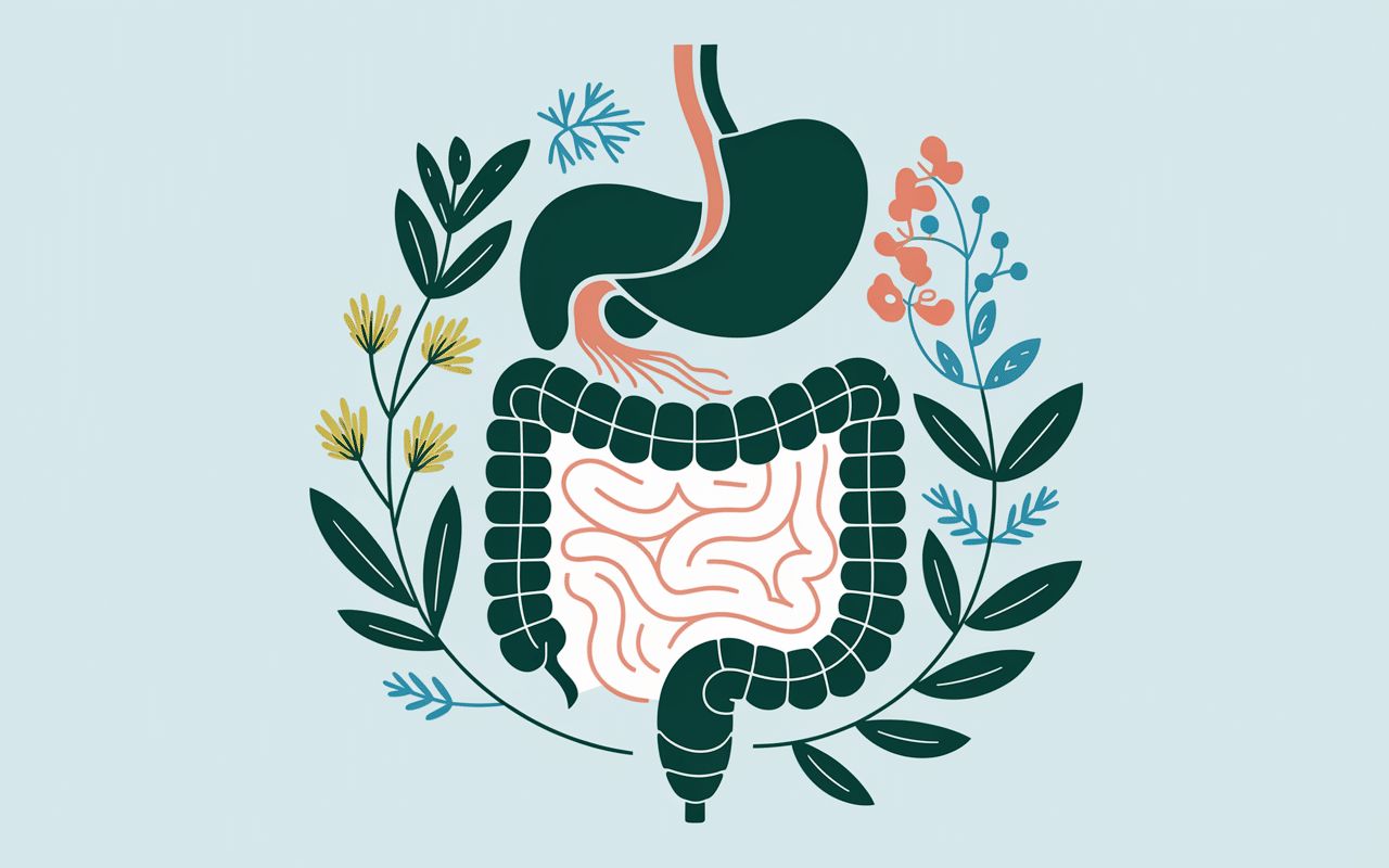 schéma tisane digestion plantes menthe camomille fenouil