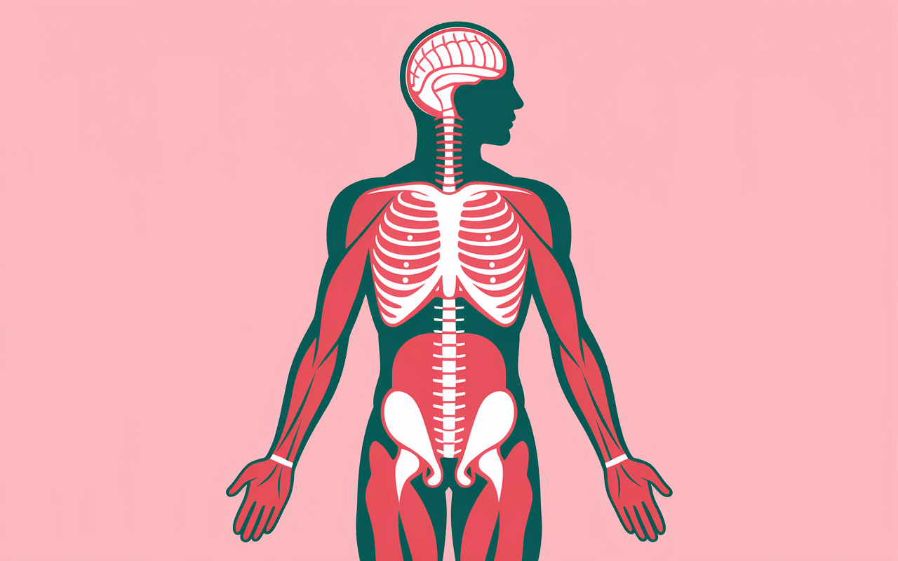 transverse muscle soutien colonne et stabilité